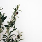 8 beneficios del aceite de oliva que quizás no conozcas